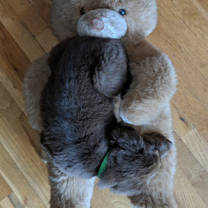 Meet your Posher, Carrie